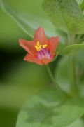 Lysimachia arvensis